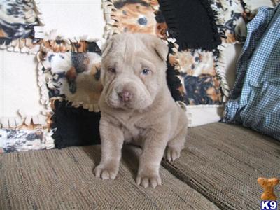 Chinese Shar-Pei Puppies for Sale